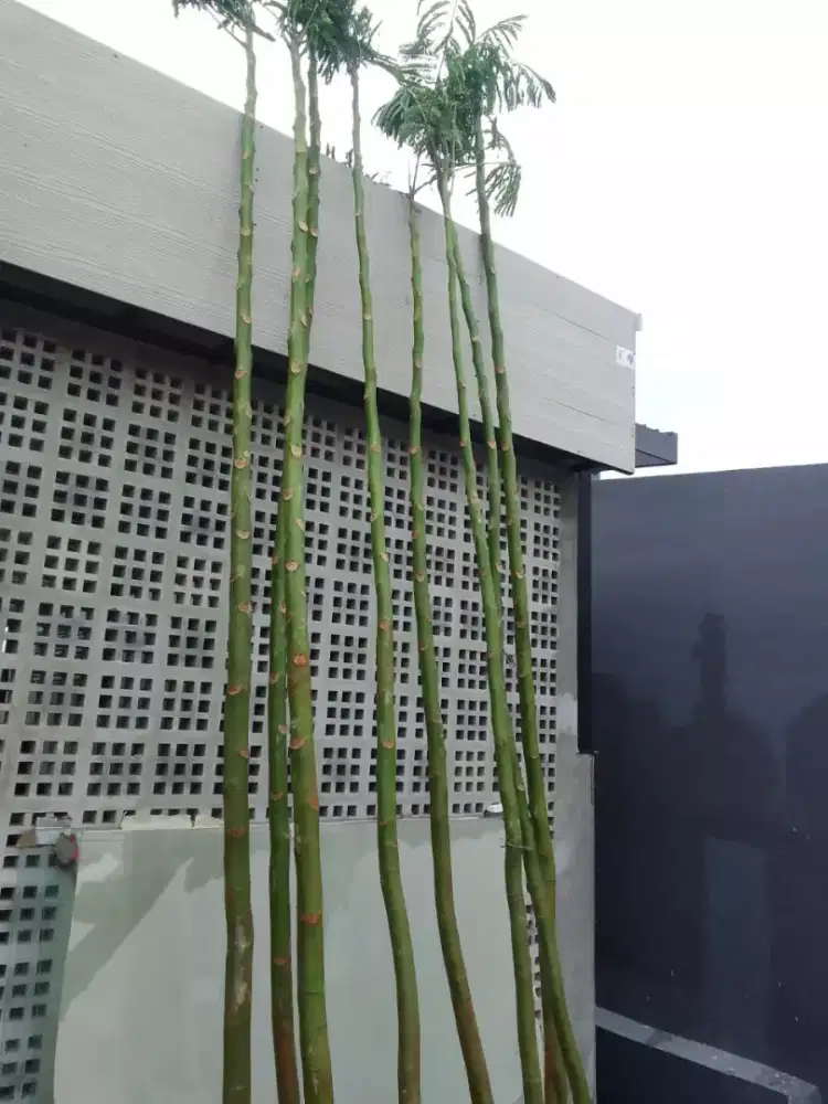 Jual pohon pakis brazil tinggi 4meter plus tanam