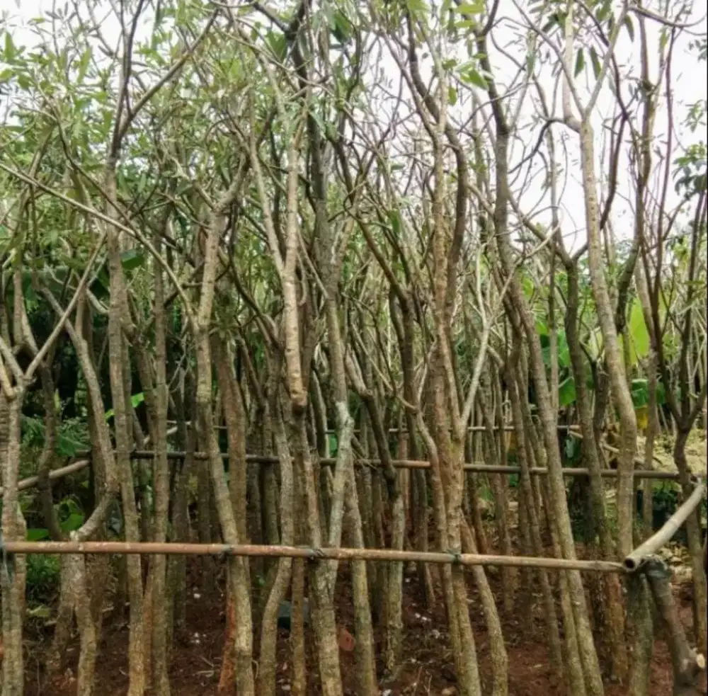 Jual pohon Tabebuya tinggi 4meter-stok ready