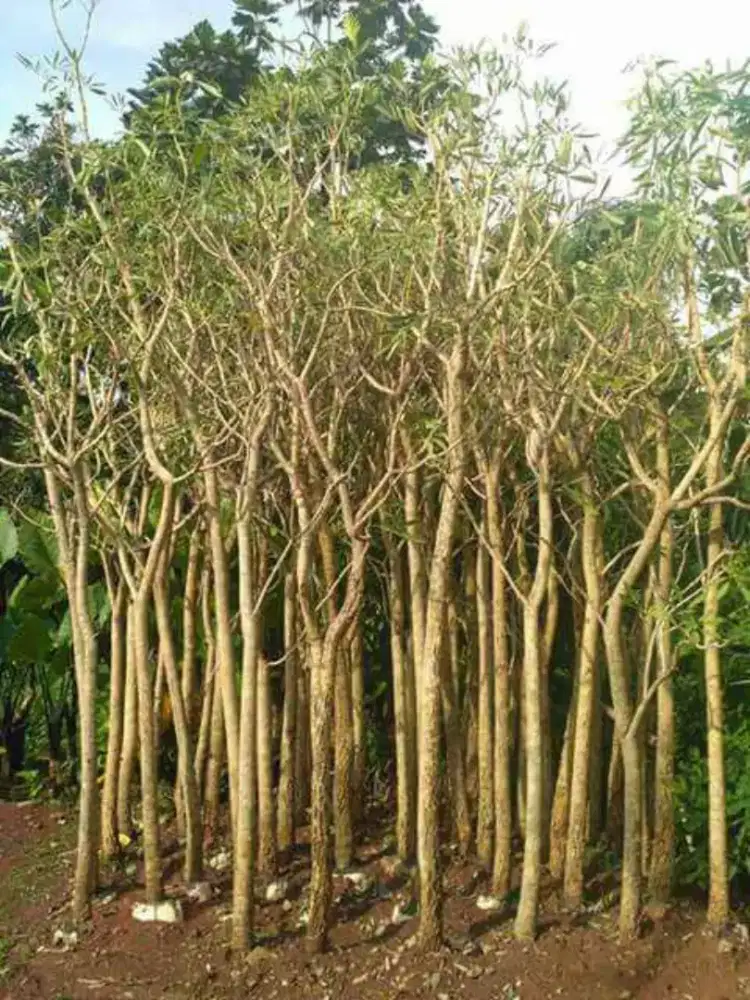 Stok ready jual pohon tabebuya-tinggi 4meter