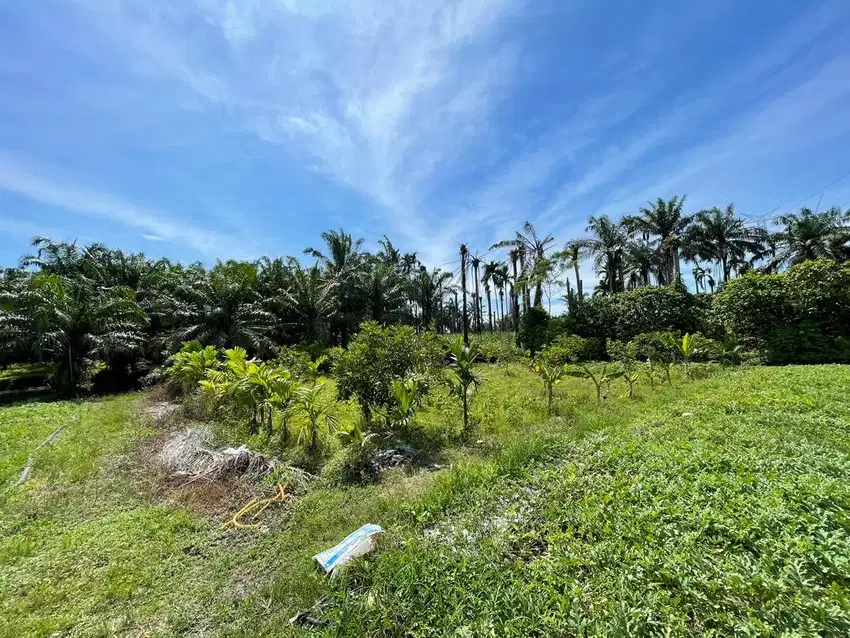 Tanah Kebun Rambutan dan Durian