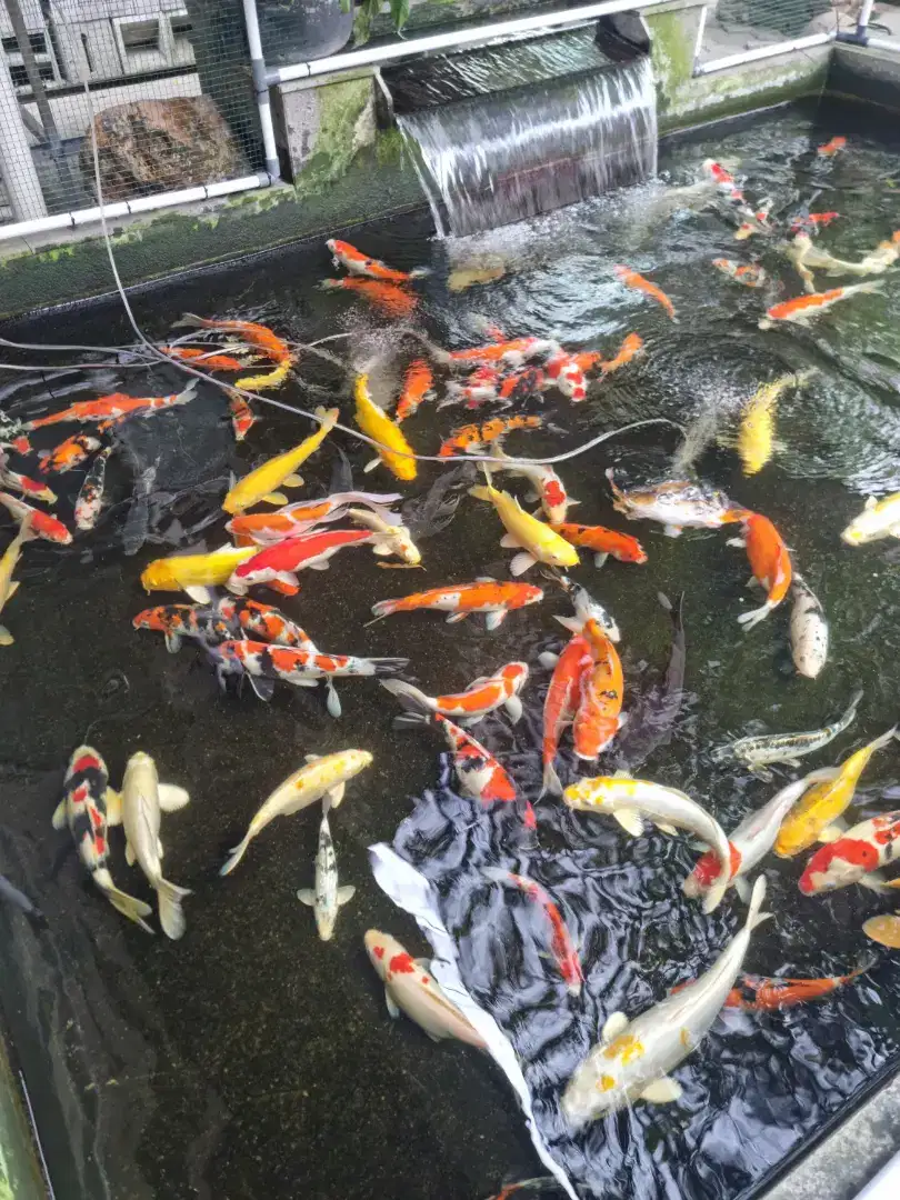 Jual koi blitar