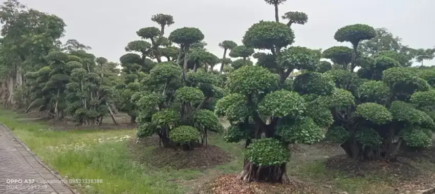 Menjual tanaman bonsai