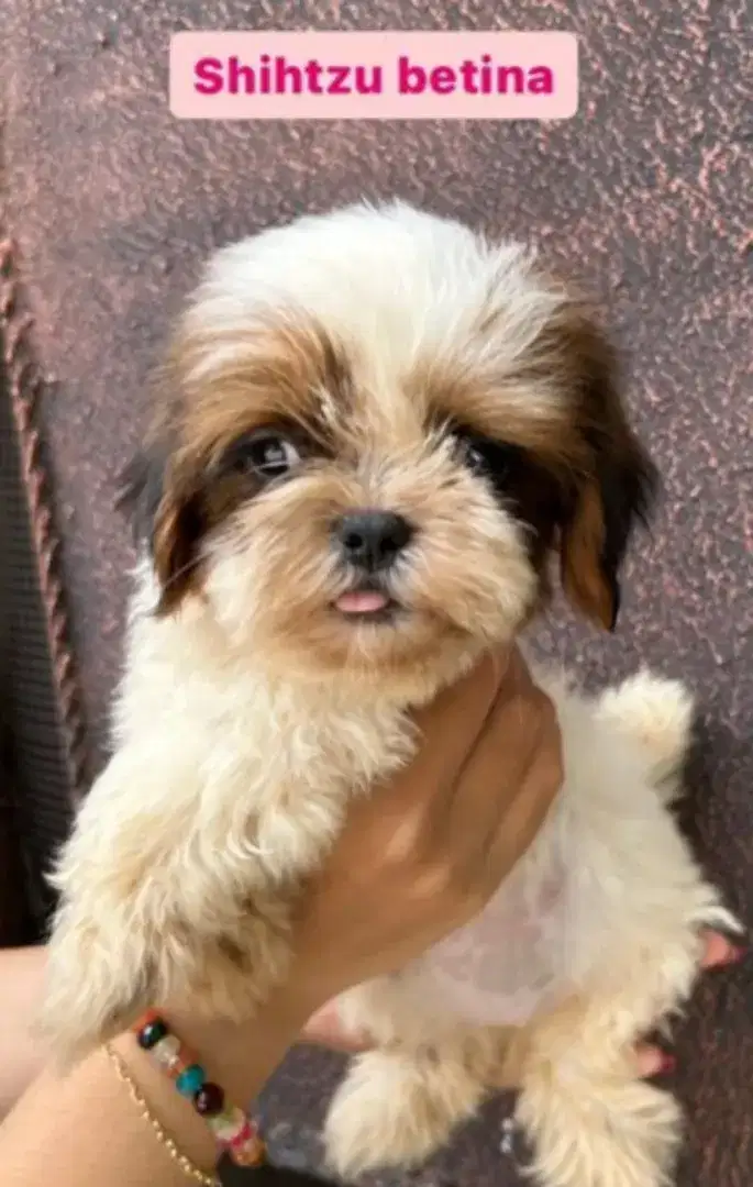 Shihtzu Puppy Female 2,5 Bln