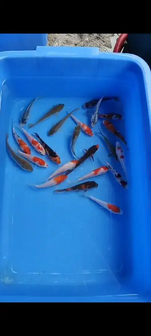 Jual ikan koi anakan blitar