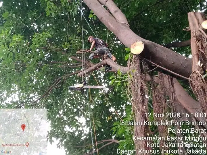 Jasa penebangan pohon jabodetabek