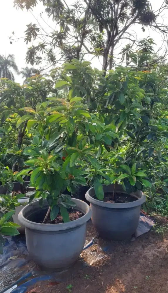 Pohon alpukat mentega tinggi 1,5 meter