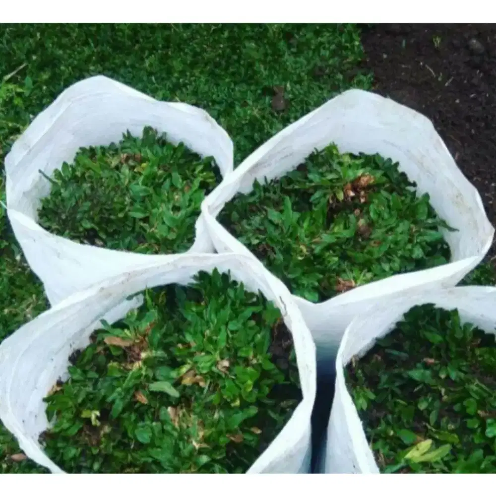 Tanaman rumput gajah terima jasa tanam