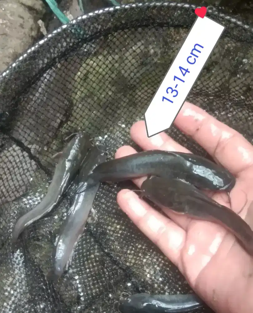 bibit lele uk 13-14 cm  per ekor