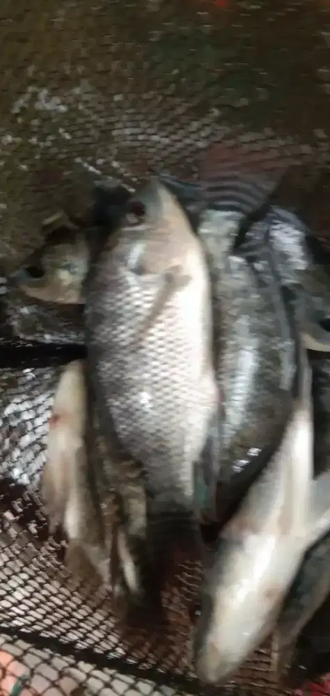 Nila hitam 2-  3 jari per kg