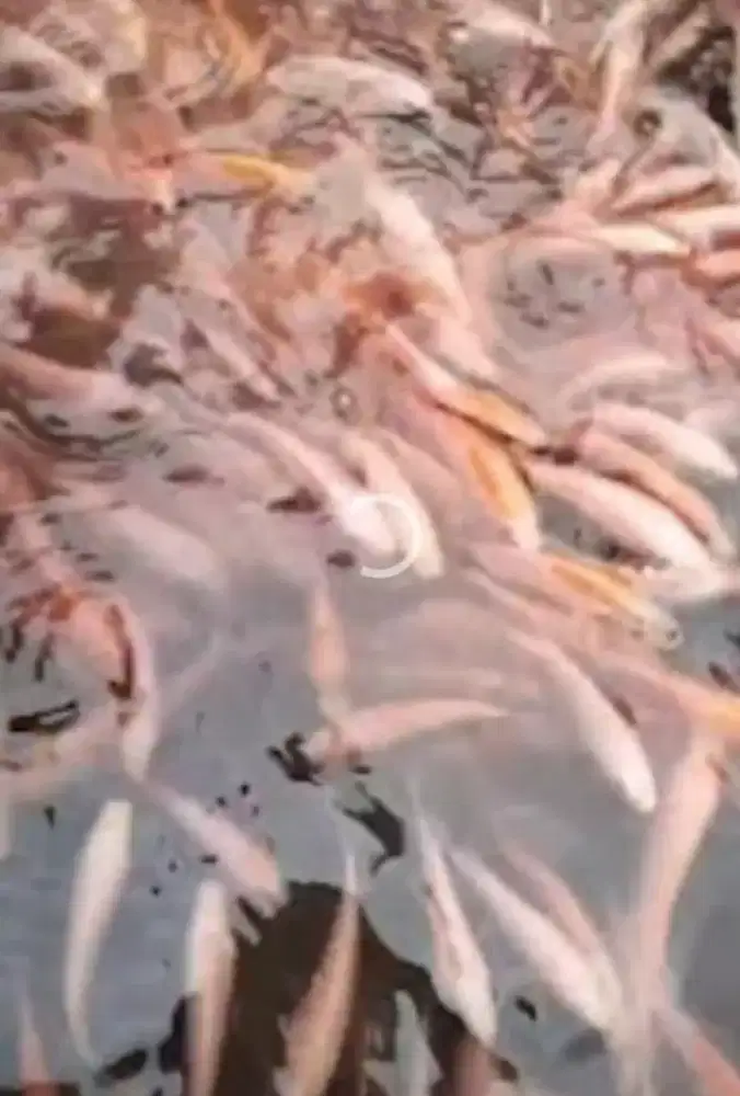 Bibit nila merah uk 2-3 jari  per kg