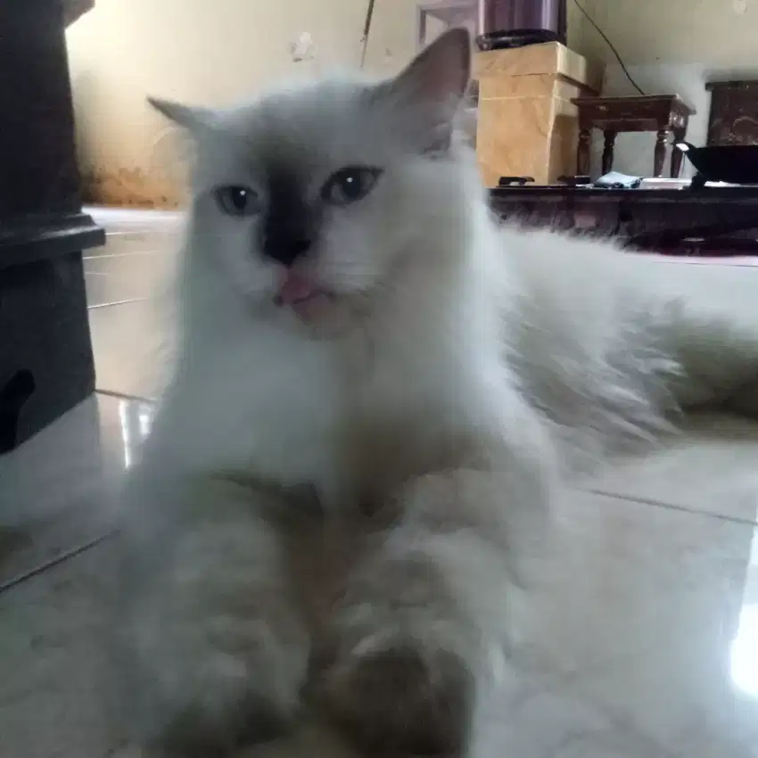 kucing himalaya ragdol