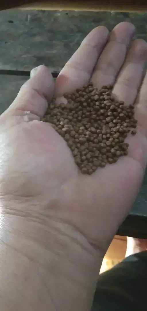 Pakan nila dan lele 781-2 per 1/2 kg