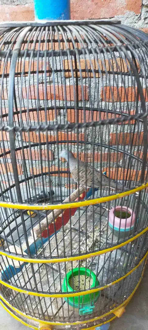 Burung perkutut ekor 13 lokal alam hasil tangkapan makam P.Purbaya