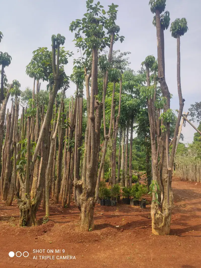 Tanaman hias pohon pule gruping