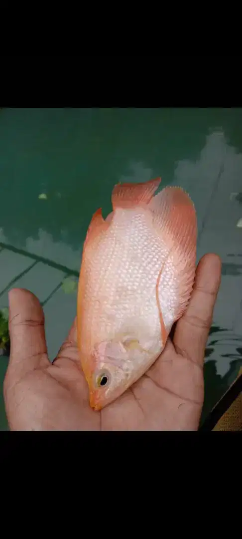 Jual bibit ikan gurame padang