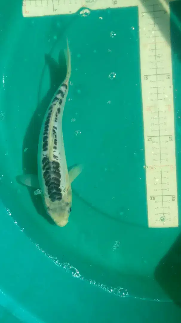 Ikan koi Shushui 30cm