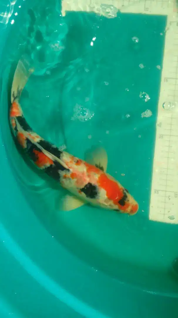 Ikan koi Showa 40cm bagus hq