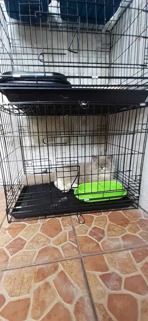 Penitipan kucing