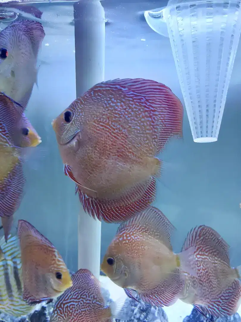 Jual ikan discus