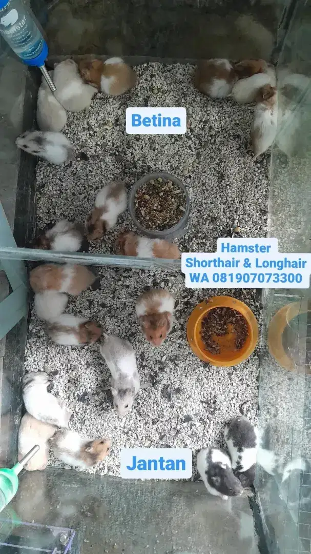 Hamster Lucu
Jinak sangat bersahabat