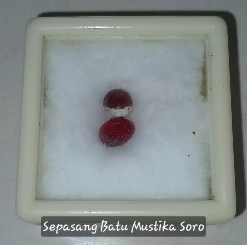 Sepasang Mustika Soro Merah (Sejenis Lipan)