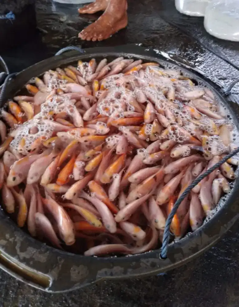 Jual nila bangkok perpaket isi 150 ekor yg minat WA