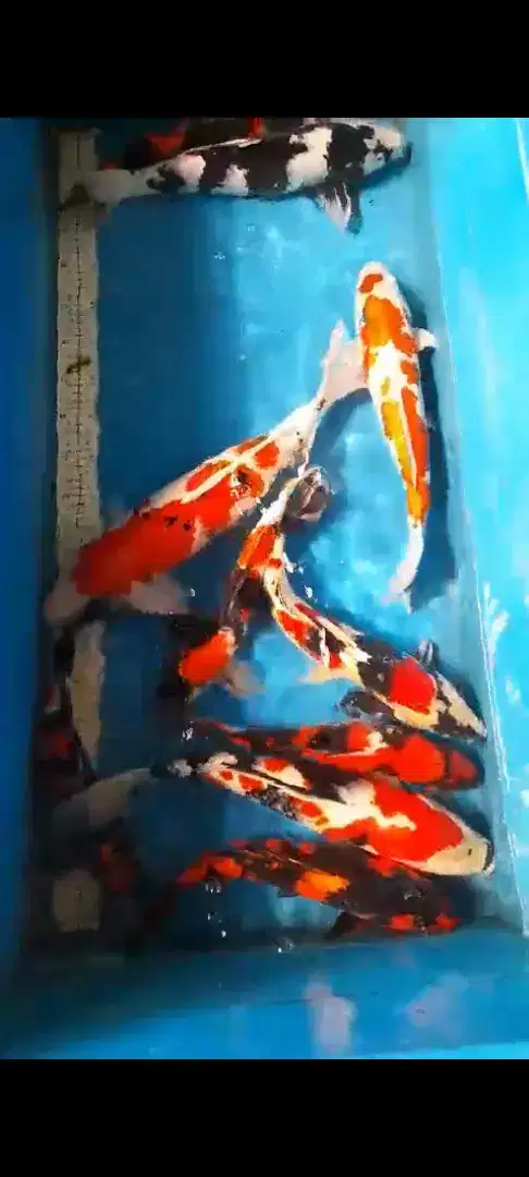 Ikan Koi Blitar Jumbo