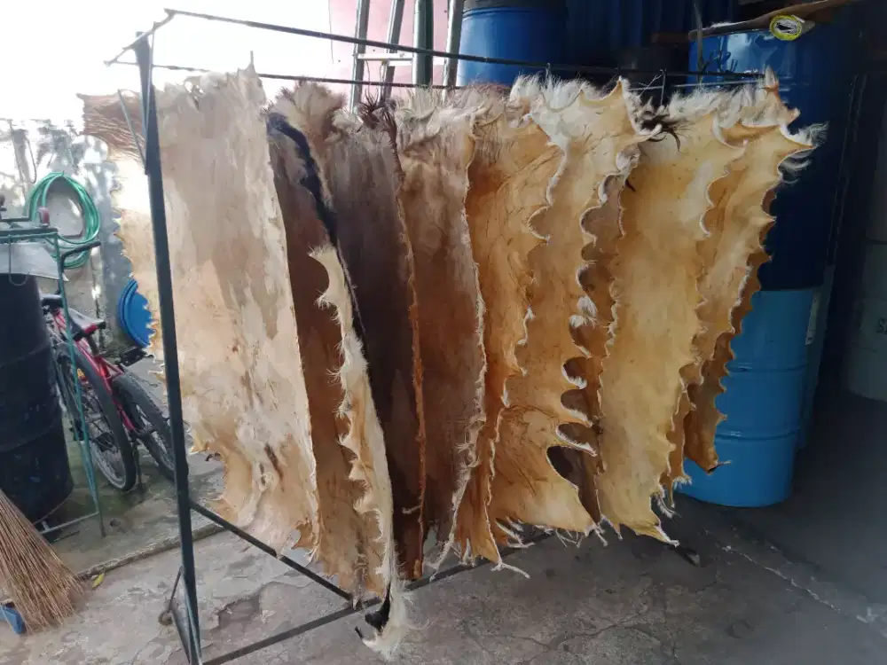 Kulit Kambing Untuk BEDUG, Ready Stok...