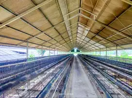 Disewakan Lahan Kandang Ayam (Siap Huni)
