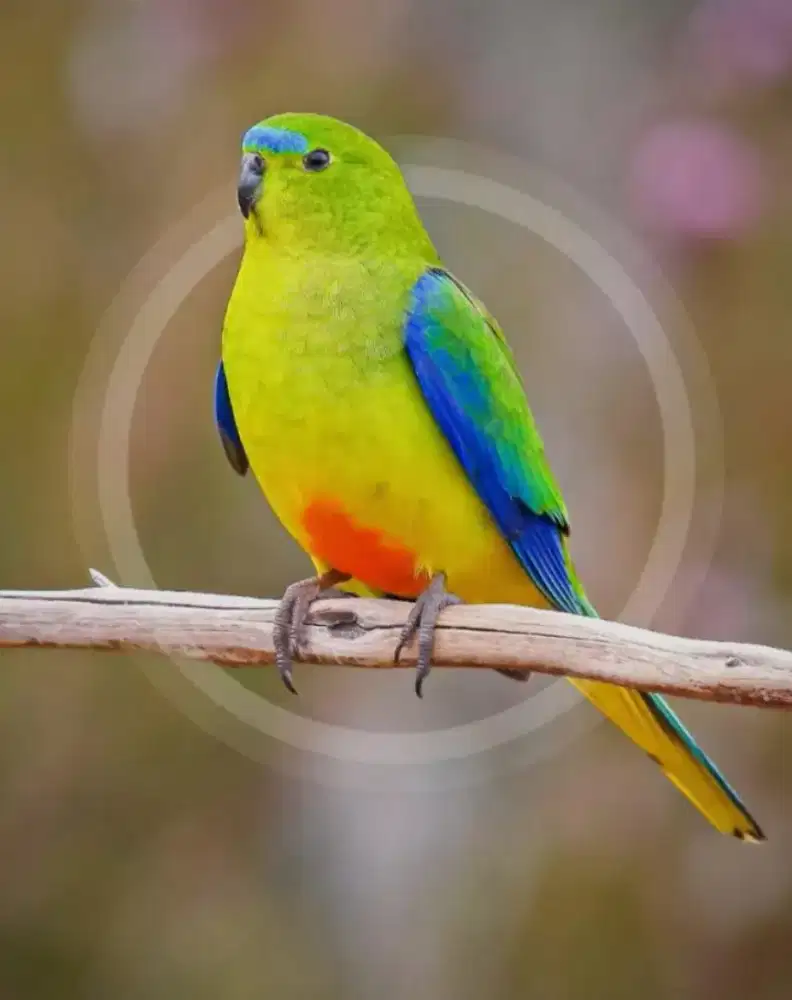 Perawat untuk Lansia Stroke