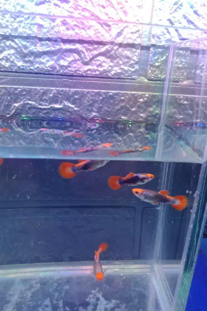 Jual guppy tuxedo koi