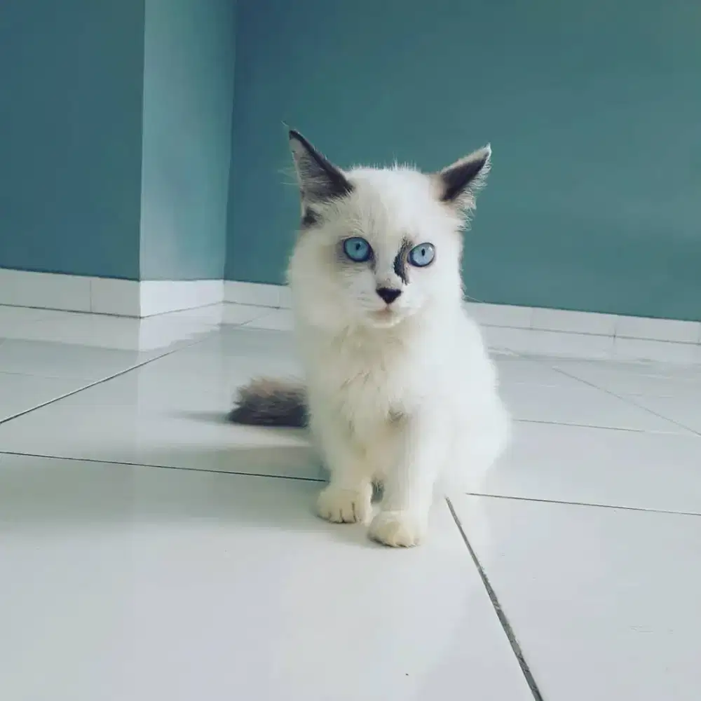 Penitipan Kucing Shiroyuki