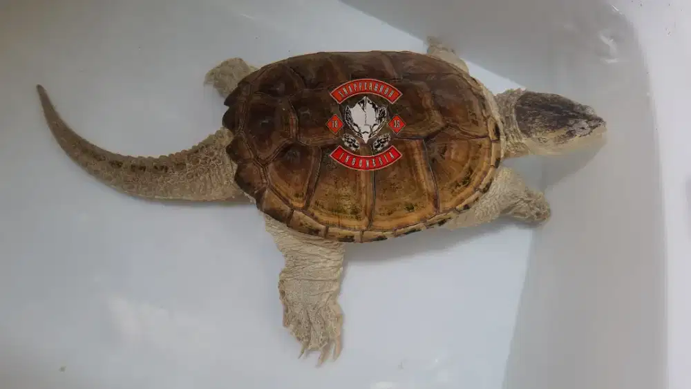 Kura Common Snapping Turtle CST Jantan