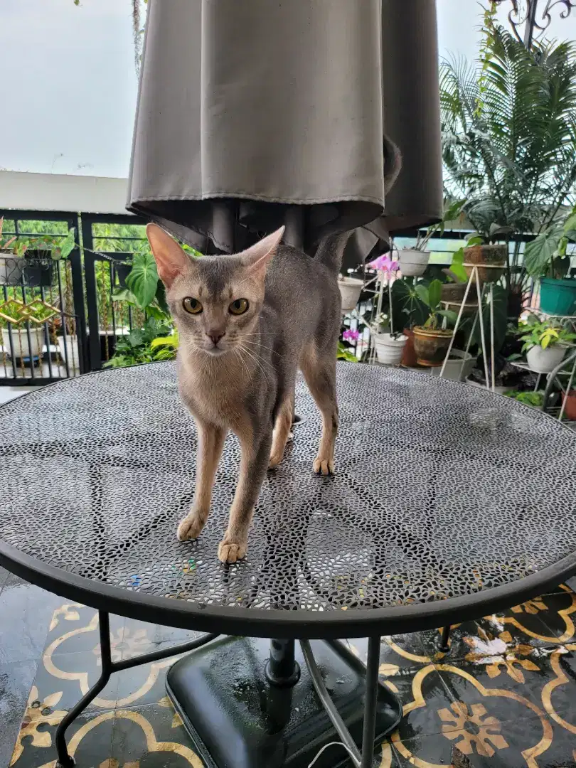 Kucing Abyssinian Jantan
