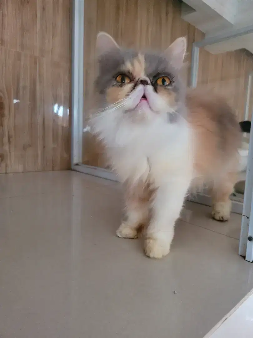 Kucing Persian Betina Sertifikat