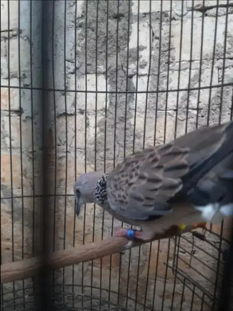 Tekukur Lokal kuk 2 Paten