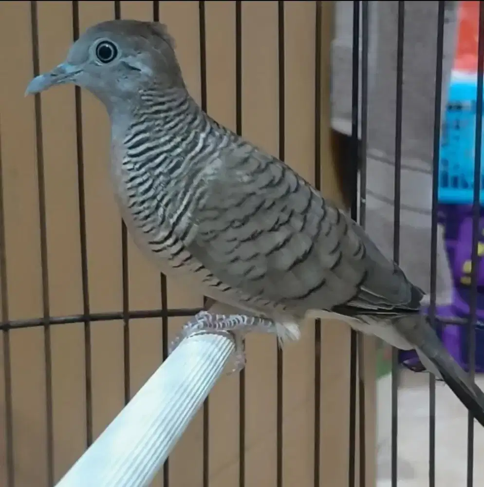 Perkutut Lokal udah bunyi