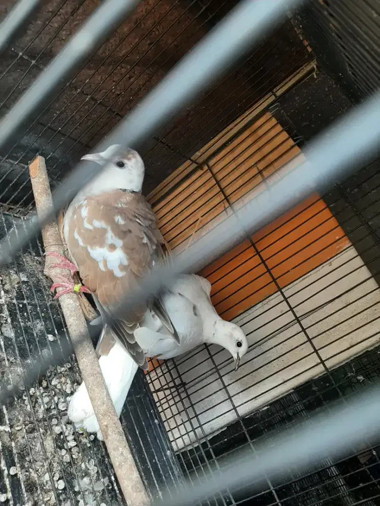 Burung puter Blorok Sepasang