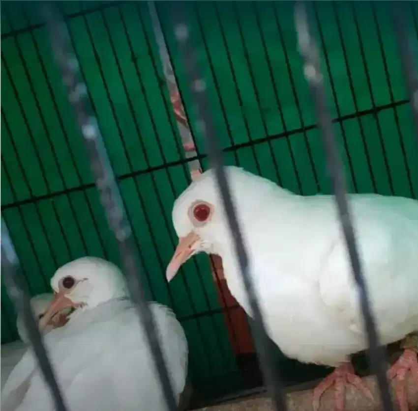 Sepasang Burung Puter Putih Mata merah masih Muda