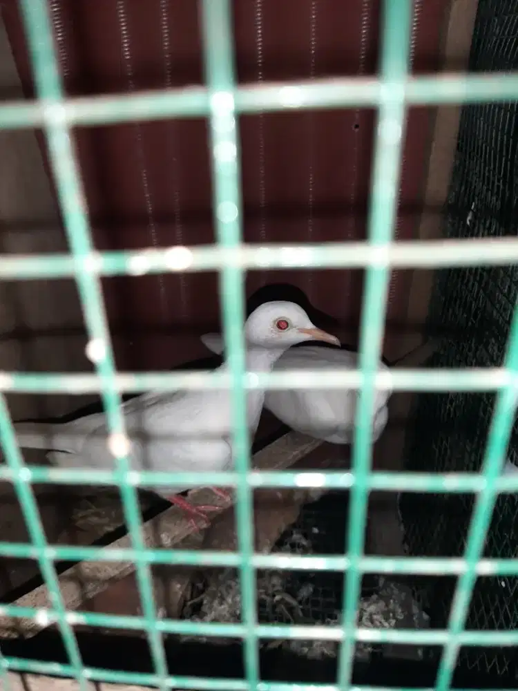 Sepasang Burung Puter Putih Mata merah siap Ternak