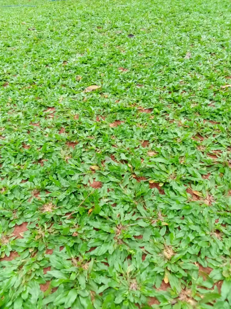 Jual rumput gajah mini