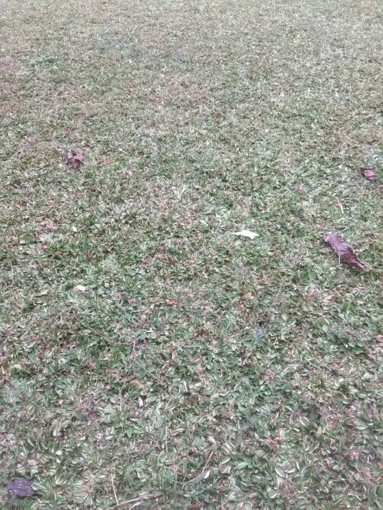 Rumput gajah mini varigata