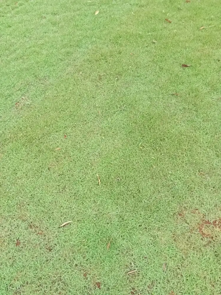 Rumput jepang/peking murah