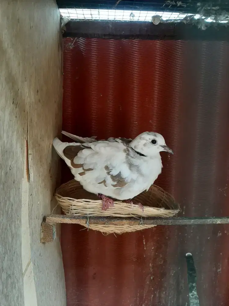 Burung Puter Blorok Jantan Gacor Nego alus