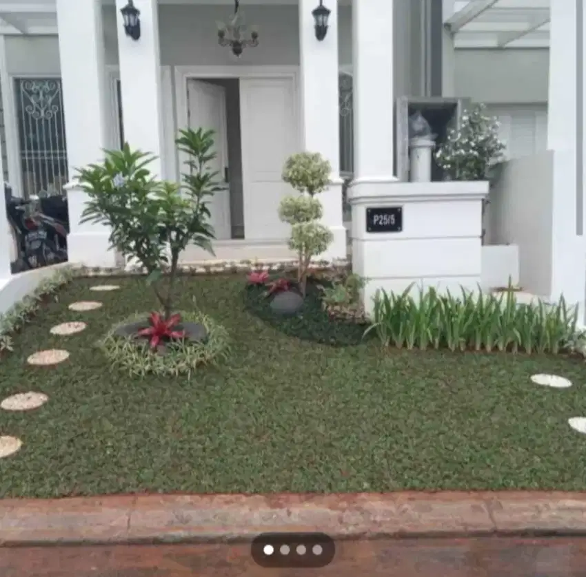 tukang taman  rumput gajah mini / jepang