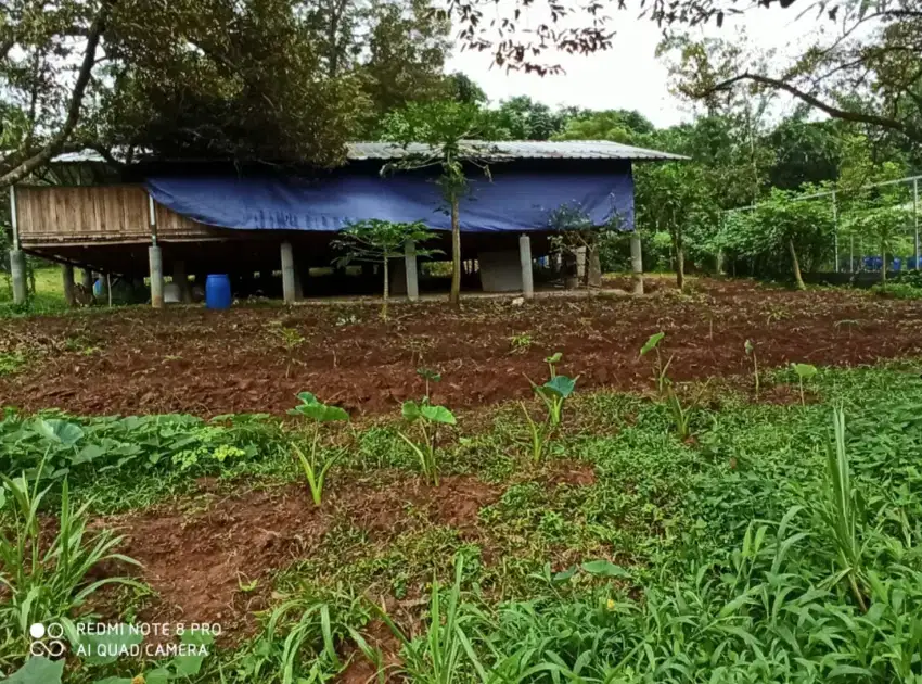 Lahan Perkebunan di Desa Selawangi, Kabupaten Bogor