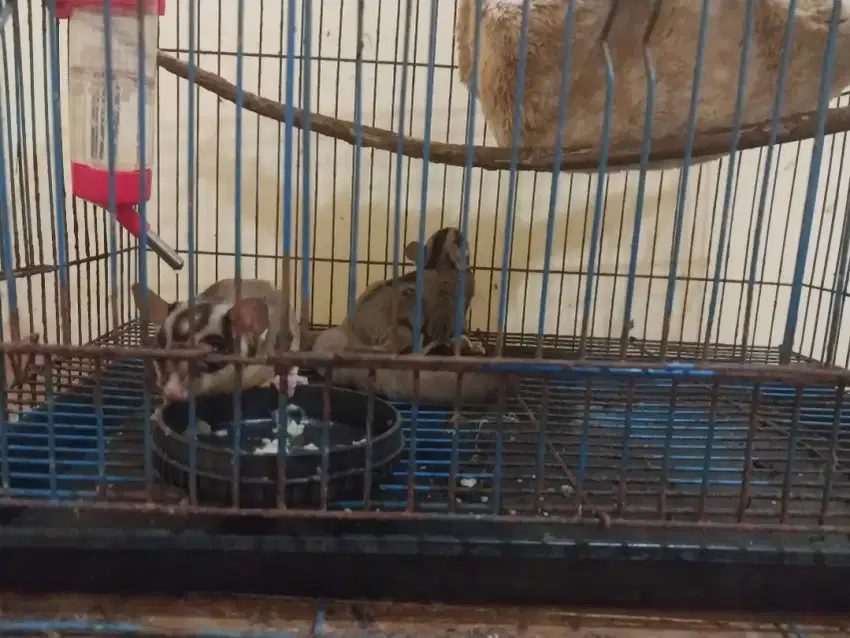 Sugar glider sepasang ( Video share di nomor whatsaap)