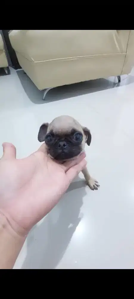 Anjing mini Pug Cakep imut Mumer