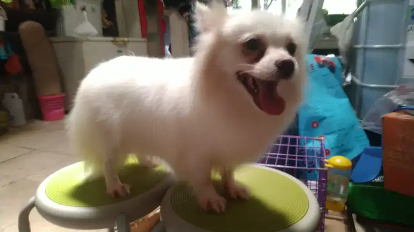 Anjing pomeranian betina