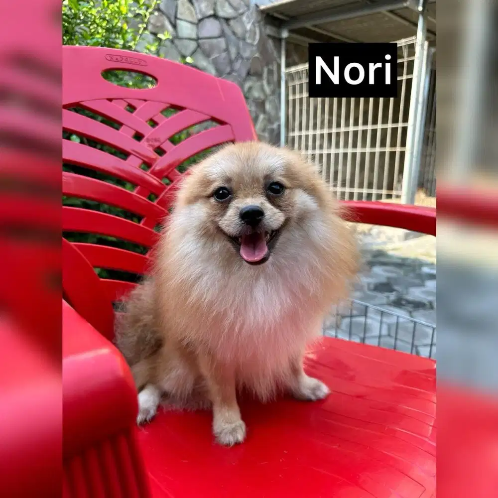 Mini Pomeranian Betina (Calon Indukan)